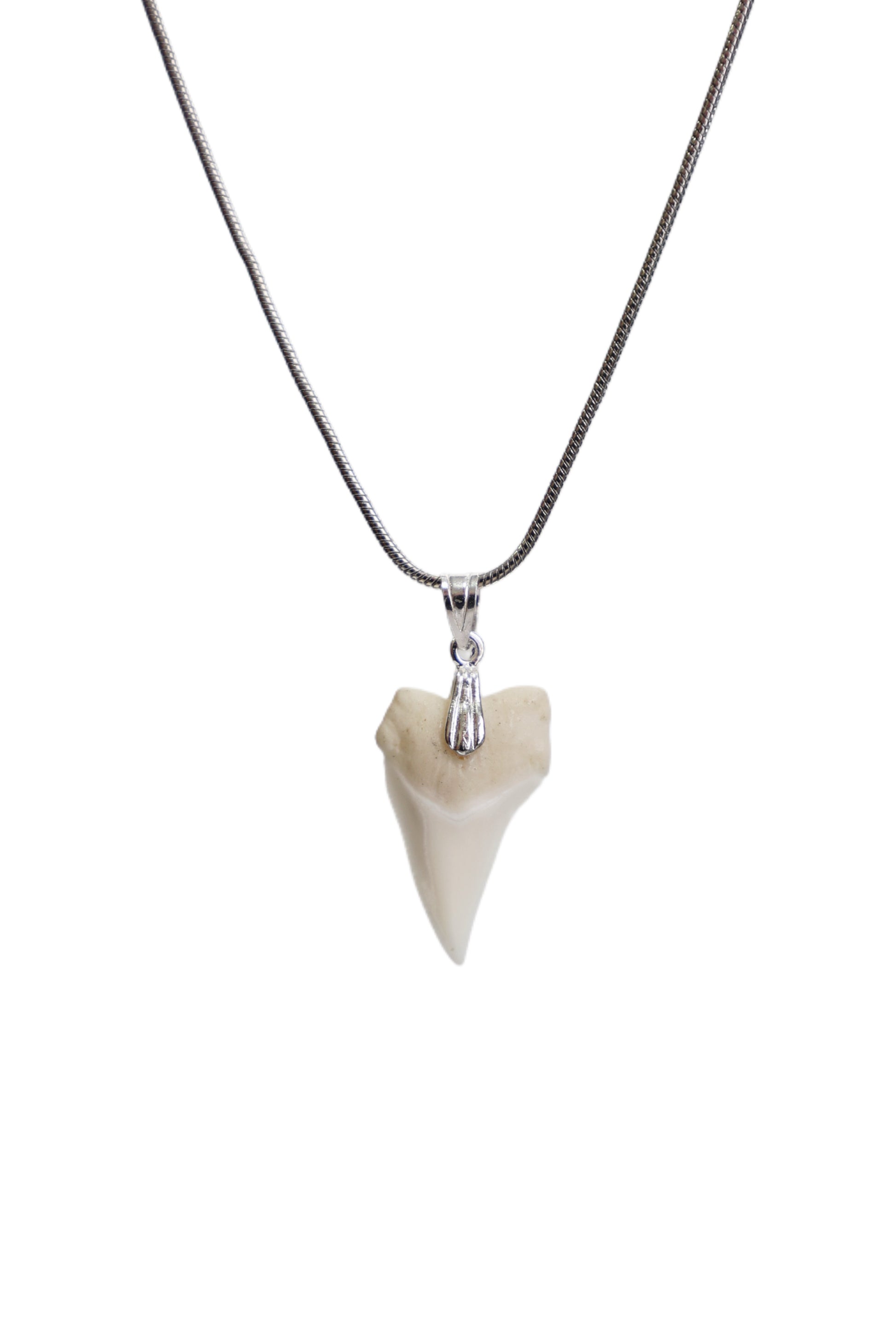 Classic Shark Tooth Necklace
