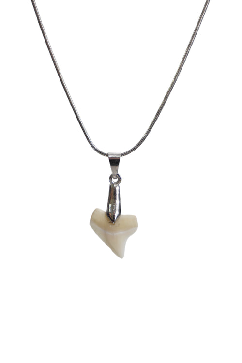 Classic Shark Tooth Necklace