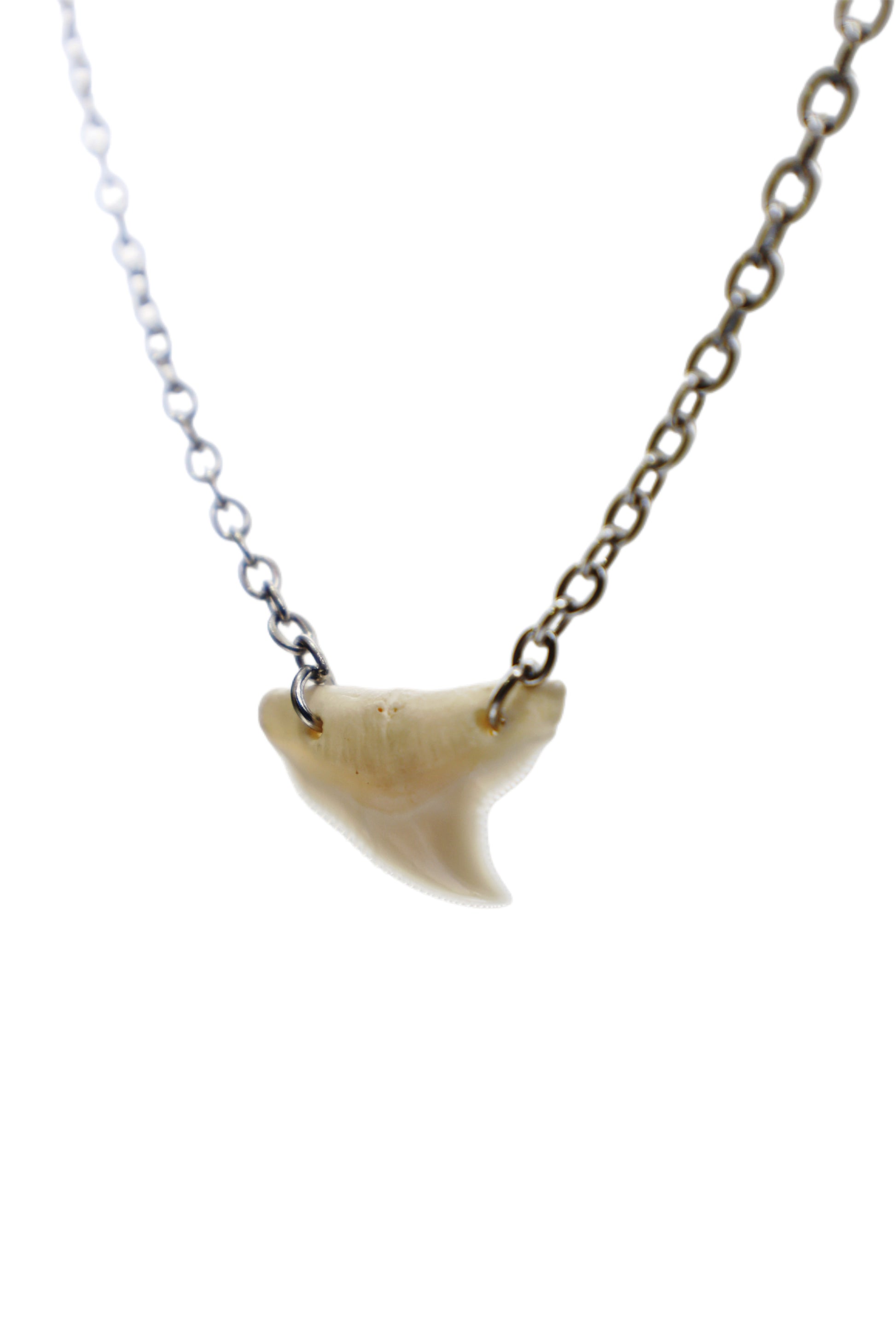 Double Drilled Shark Tooth Necklace