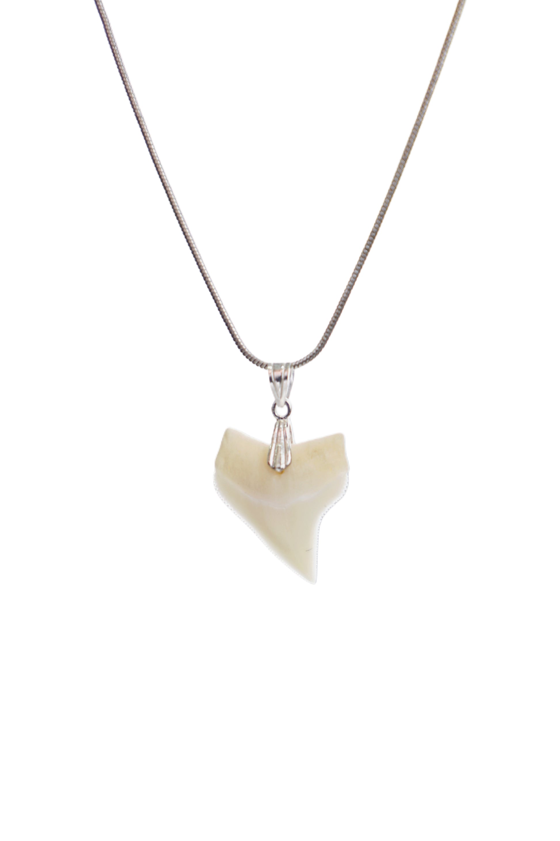 Classic Shark Tooth Necklace